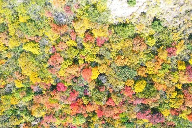 秋日必冲！千年银杏+层林秋景，还有《智取华山》取景地