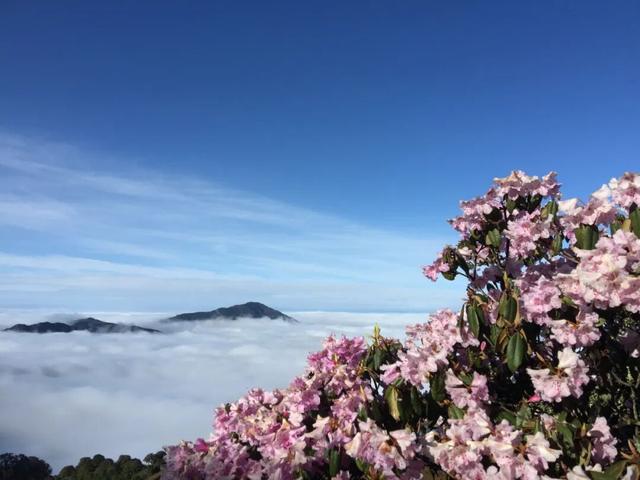 漫步云端，撞见磅礴花事丨15秒看云南