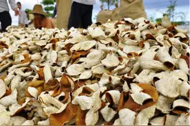 “一两陈皮一两金”！陈皮真这么贵？自己晒的橘子皮算不算陈皮？图片