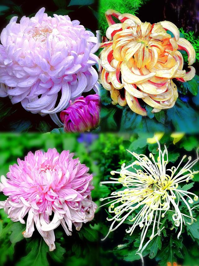 菊韵惠山：菊花与古建的对话