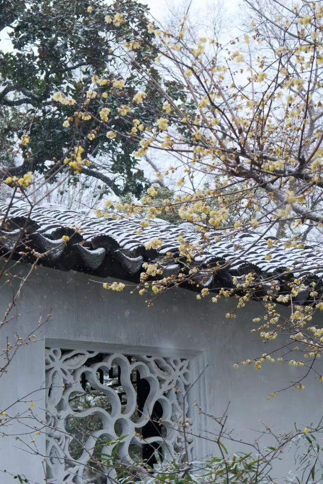 2026年的一场纯雪，让苏州一夜变成了姑苏！