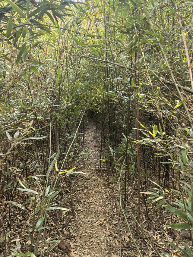 南京第二次到镇江武岐山空青山郊野徒步