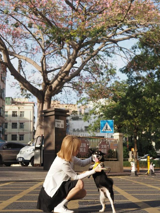 龙岗秋冬浪漫打卡指南来了！瀑布花海、空中花路…这份粉色攻略快收好！