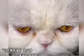 泪崩！狗狗离世前忍剧痛死等主人回来，尽全力合手感谢和告别图片