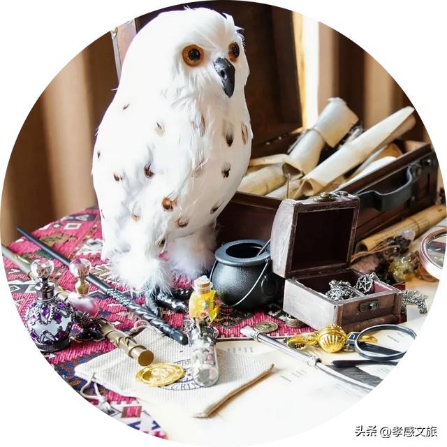 摸爬宠、探魔法，孝感这个一站式遛娃新地标诞生！