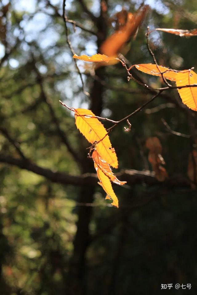 在八大处，寻到了北京最美的秋