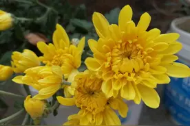 菊花历险记——住院割痔疮的经历和费用（3）图片