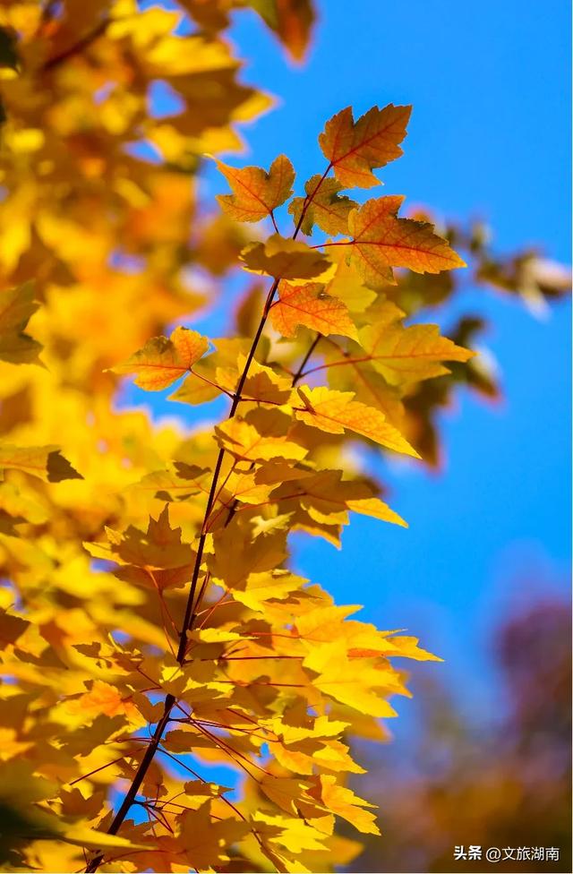 限时绝美！长沙初冬“顶流”上线