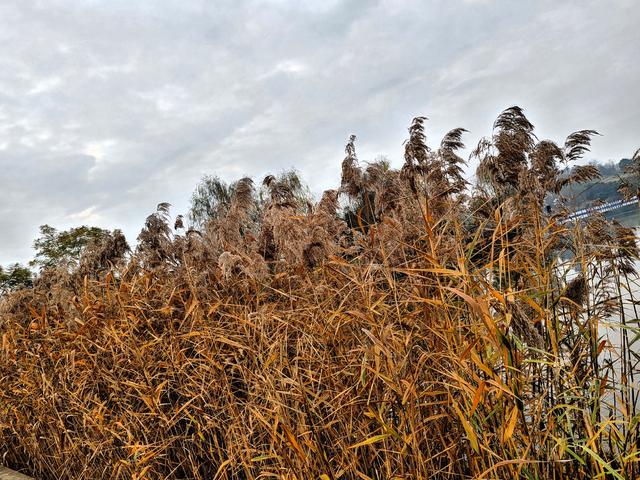 【井研行】天地画印研溪湿地