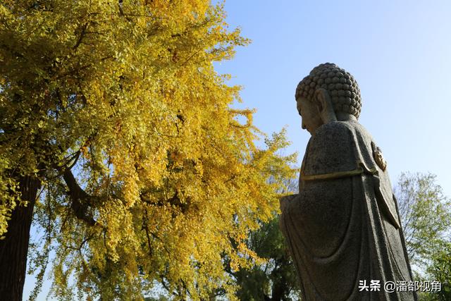 无锡荡口圆通村原圆通寺的旧址上，二棵古银杏今年甚美