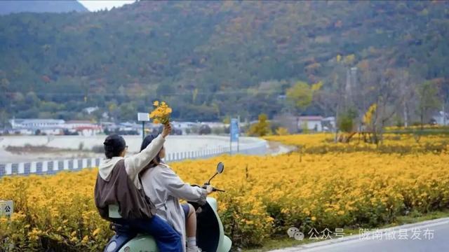 赴虞关之约：菊海鎏金处，爱在520大道