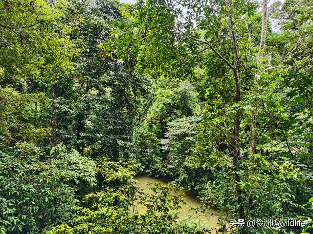 马来西亚(31)砂拉越州⑤姆鲁山canopy树冠高空漫游