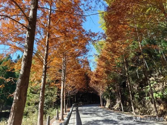 邂逅初冬醉美泽雅风情！藏于乡野的冬日艳遇，每个转角都有惊喜！