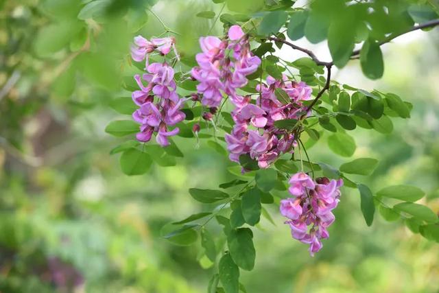 【中国旅游日文旅嘉年华】2025鲁山槐花节自驾季启幕！