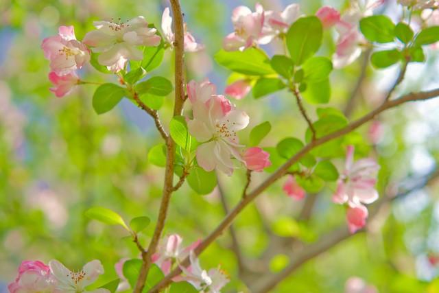 白羊座：12月下旬将迎来“九星报喜”的吉兆