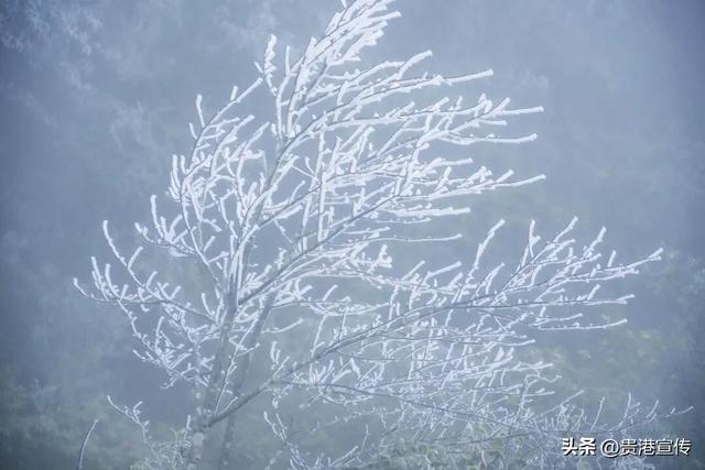 平天山美成了银装素裹的童话世界！贵港人：冷到发抖也要去