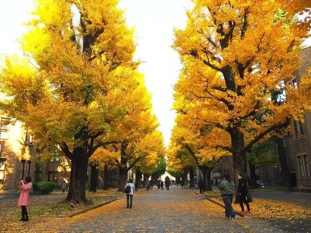 TADA东京美术塾| 懒人福利篇｜东京市内随时打卡红叶景点TOP10
