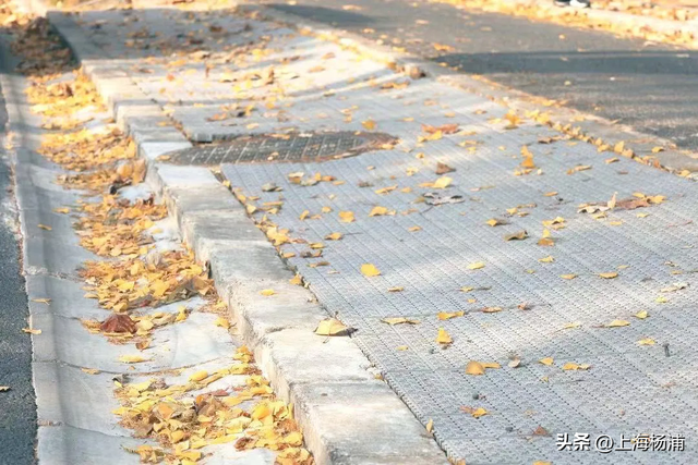 杨浦“赏秋地图”来啦！拿好→出发！