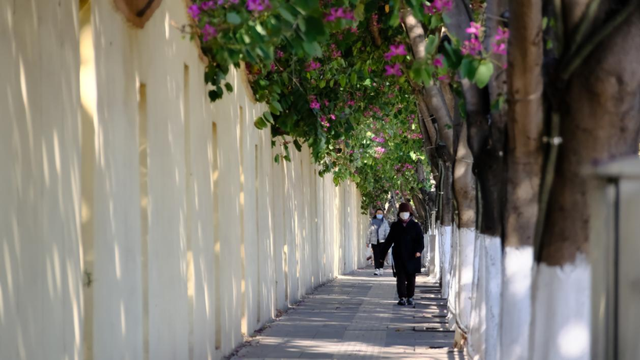 西昌12月“爆改”冬天？这条粉色大道开满了花