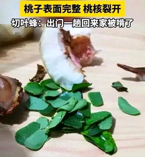 女子吃桃子惊奇一幕，咬开后发现里面一堆树叶