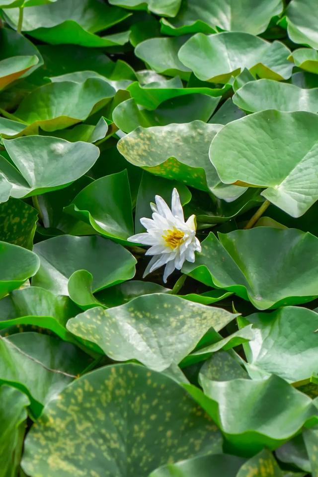 藕花深处棹歌远，江汉夏日荷风集