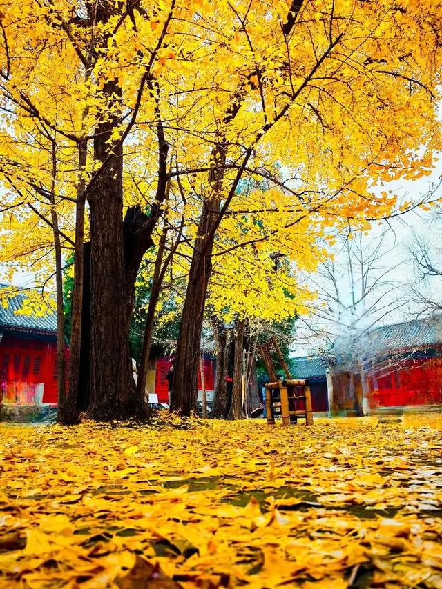 北京秋日秘境：古刹银杏黄，邂逅千年禅意