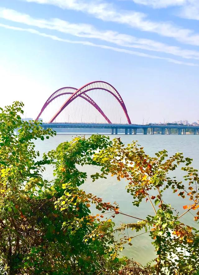 美篇：枫 叶 红 了