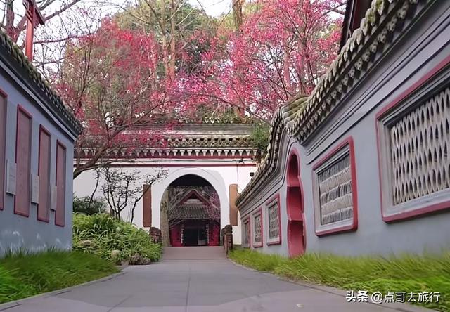 成都唐代园林梅花开了，被严重冷落，红墙青瓦，美到震撼！