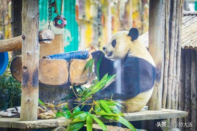@所有球员、球迷，这份大体联专属游览攻略请收好！