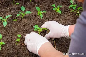 种好蔬菜先学会这些方法，就不怕长不好，这就是高手与新手的差别图片