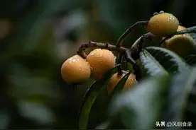 我国有多少种“枇杷”？哪个品种好吃？今天全读懂，来，涨知识了图片