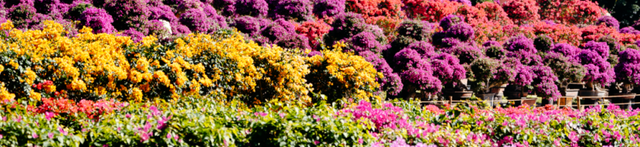 莲花山公园又上新了，现在就冲！