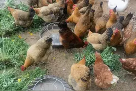 鸡突然不产蛋？养殖户直呼头疼，这几个原因太关键！图片