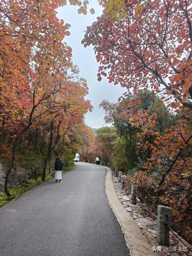 无为在歧路，济南红叶谷