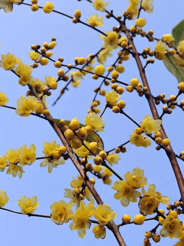 冬日游南山，把这份“梅”好带回家