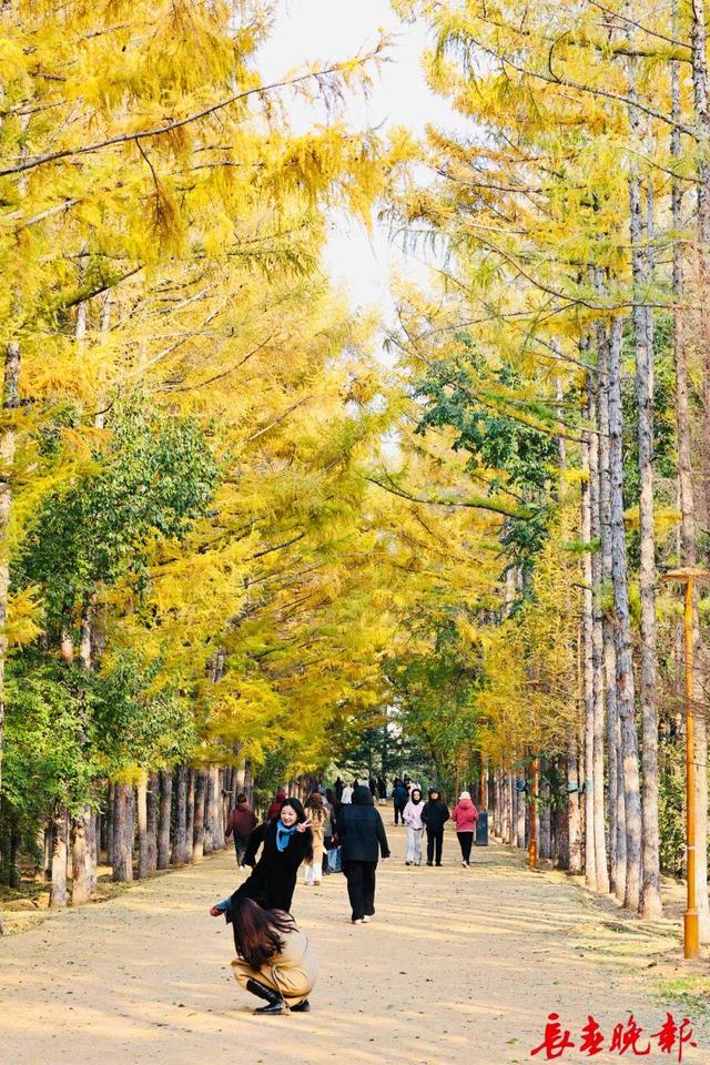 长春这里藏了条“黄金大道”！错过再等一年