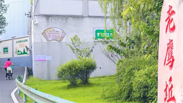 秋日胜春朝 老鹰坵芦苇摇曳绘就泸州江岸生态新画卷