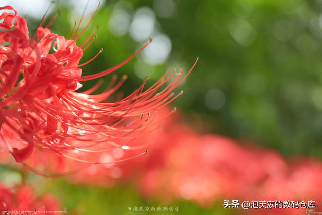 5999全画幅入门镜头？适马20-200mm 真一镜走天下 真刀锐奶化了！