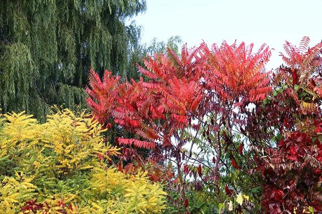 【寻秋・回民区】一园秋色入画来 邂逅公园的醉美时光