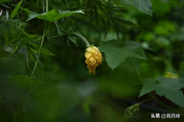 庭院风光:丝瓜花
