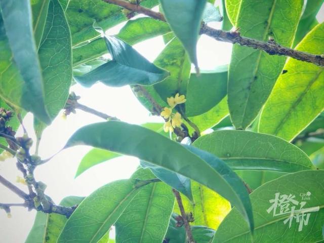 杭州少儿公园里的“明星桂”开了，香喷喷的桂花季不远了