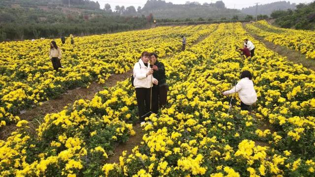 开了! 开了！金堂几百亩菊花已璀璨绽放，快去打卡！