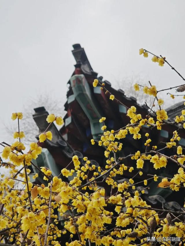 山东的第一波蜡梅开啦！快来邂逅这份冬日限定的浪漫