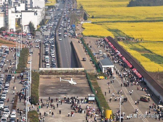 春节邂逅盛花期：罗平旅游人气旺，文旅市场“开门红”