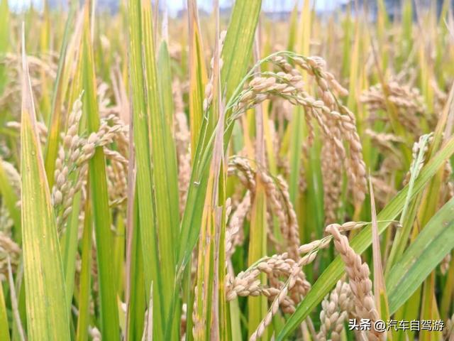 安徽宿州3天2晚自驾，符离大道的皖北多维风情之旅｜附路书及地图
