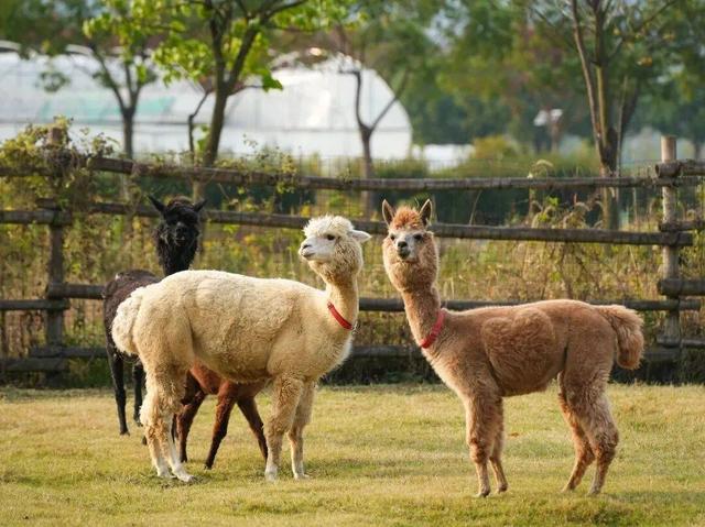 嘘~当你用分贝的方式打开冬日的金坛茅山，会听到……
