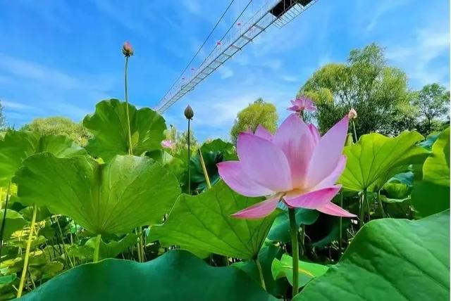 重磅消息！免票！免票！滕州微山湖红荷湿地面向山东省内游客免门票啦！