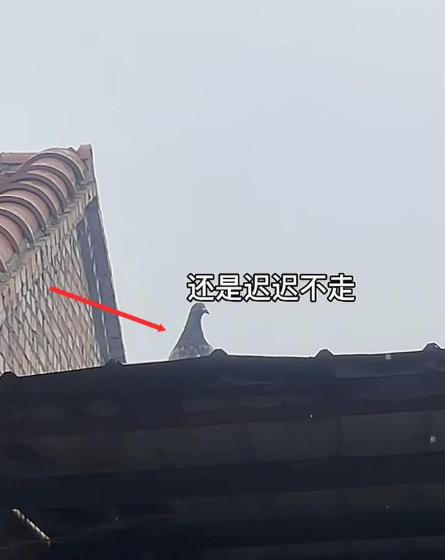 河南网友称捡到阅兵鸽，放飞后迟迟不走，主人回应：缘分，送你吧