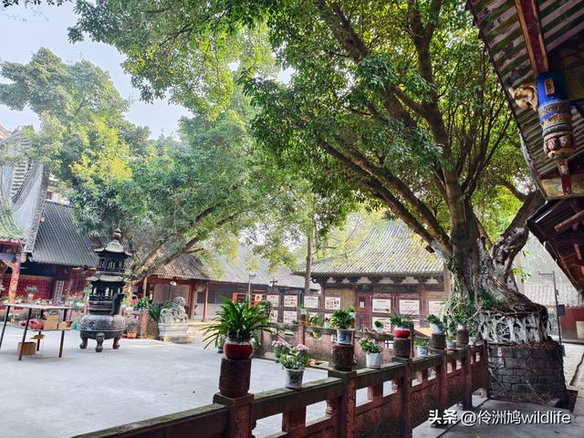 四川行(75)广汉②金雁湖公园·黑塔街·龙居寺