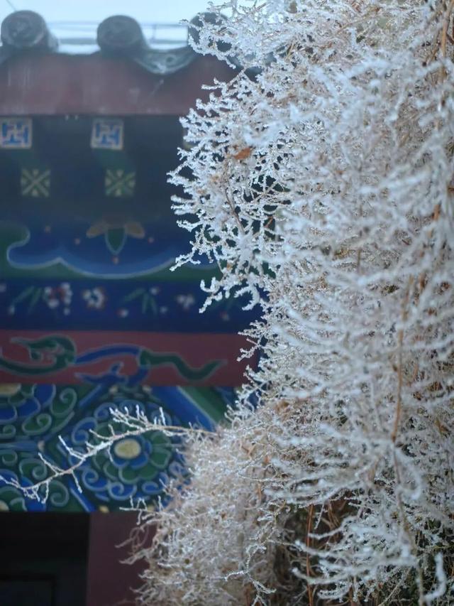 山东冬日奇观即将陆续上演，冰雪里的自然史诗等你解锁！